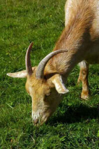 Agribiz and the Third World, Goats Working for the U.S. Forest Service, Alternative Sanitation Systems and More Image